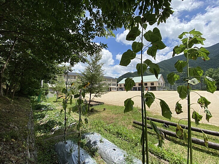 柳谷小学校校舎とひまわり