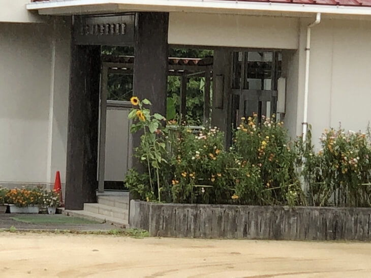 仕七川小学校のひまわり
