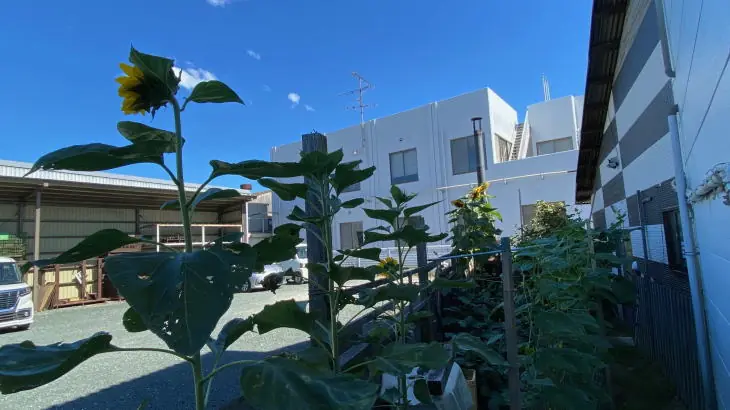 【2025】福岡県古賀市立小野小学校人権の花のひまわり栽培8年目