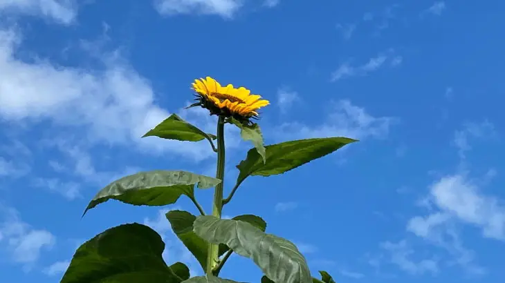 【2025】福岡県古賀市立小野小学校人権の花のひまわり栽培8年目