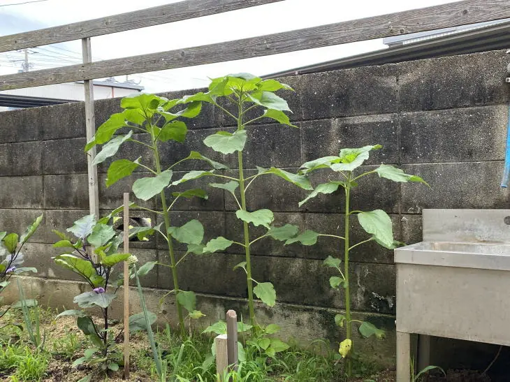 【2025】福岡県古賀市立小野小学校人権の花のひまわり栽培8年目